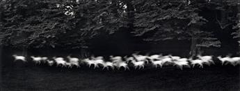 PAUL CAPONIGRO (1932- ) Running White Deer, County Wicklow, Ireland.